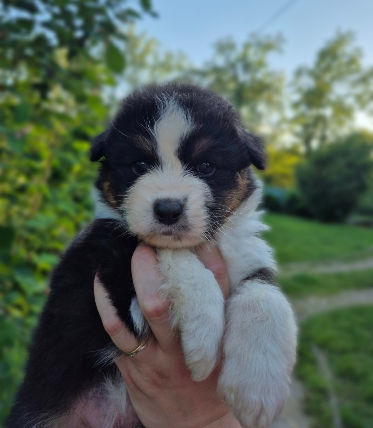 Chiot Berger Australien de l’élevage Des Regards Brûlants
